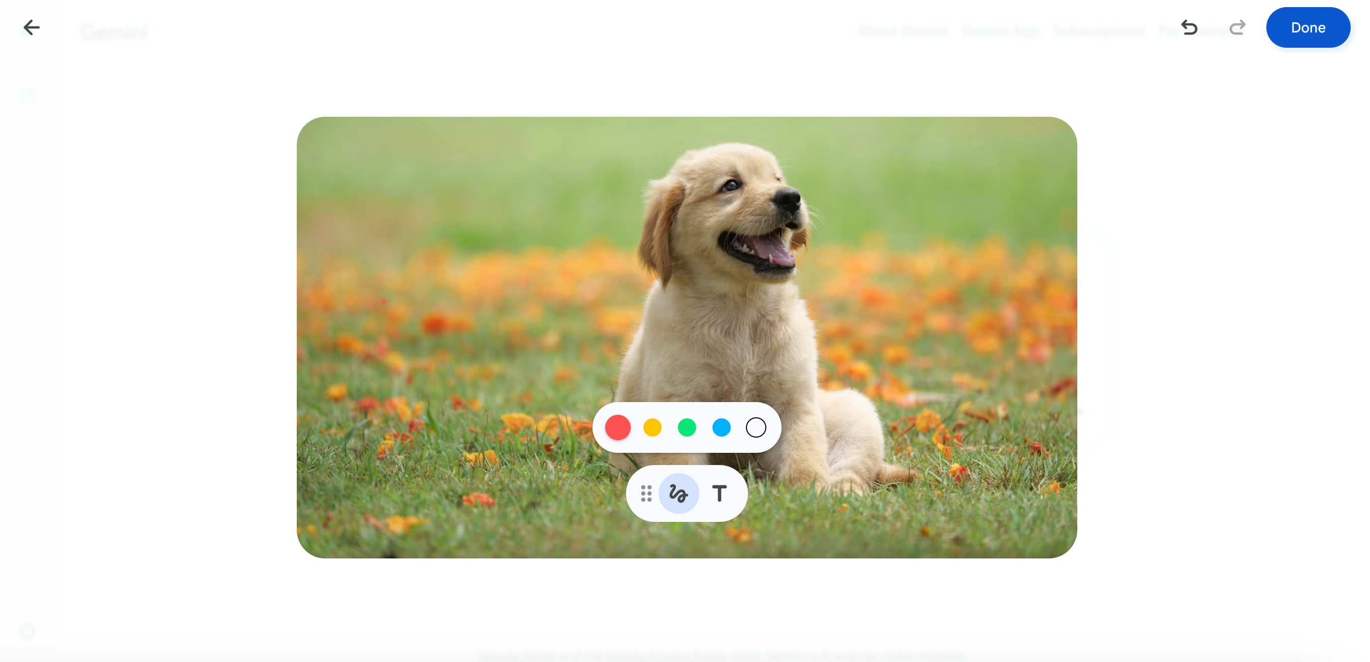 Original dog photo uploaded in Gemini image editor